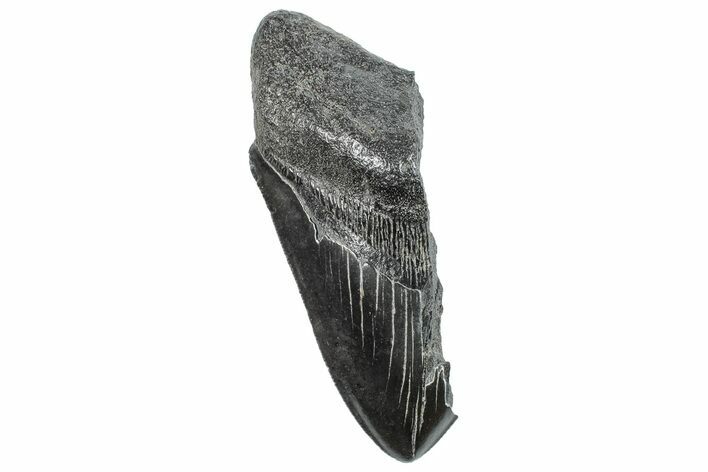 Partial Fossil Megalodon Tooth - Serrated Edge #289282